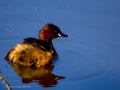 Zampullin Comun - Tachybaptus ruficollis - Cabusset comú