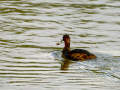 Zampullin Comun - Tachybaptus ruficollis - Cabusset comú