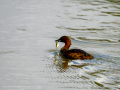 Zampullin Comun - Tachybaptus ruficollis - Cabusset comú