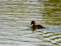 Zampullin Comun - Tachybaptus ruficollis - Cabusset comú