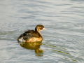 Zampullin Comun - Tachybaptus ruficollis - Cabusset comú
