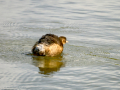 Zampullin Comun - Tachybaptus ruficollis - Cabusset comú