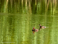 Zampullin Comun - Tachybaptus ruficollis - Cabusset comú