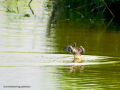 Zampullin Comun - Tachybaptus ruficollis - Cabusset comú