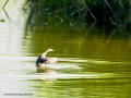 Zampullin Comun - Tachybaptus ruficollis - Cabusset comú