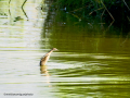 Zampullin Comun - Tachybaptus ruficollis - Cabusset comú