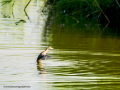 Zampullin Comun - Tachybaptus ruficollis - Cabusset comú