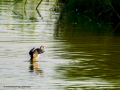 Zampullin Comun - Tachybaptus ruficollis - Cabusset comú