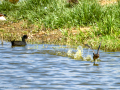 Zampullin Comun - Tachybaptus ruficollis - Cabusset comú