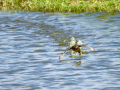 Zampullin Comun - Tachybaptus ruficollis - Cabusset comú