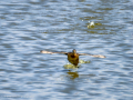 Zampullin Comun - Tachybaptus ruficollis - Cabusset comú