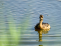Zampullin Comun - Tachybaptus ruficollis - Cabusset comú