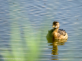Zampullin Comun - Tachybaptus ruficollis - Cabusset comú