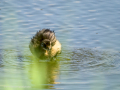 Zampullin Comun - Tachybaptus ruficollis - Cabusset comú