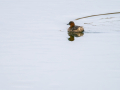 Zampullin Comun - Tachybaptus ruficollis - Cabusset comú