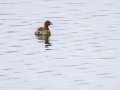 Zampullin Comun - Tachybaptus ruficollis - Cabusset comú