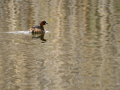Zampullin Comun - Tachybaptus ruficollis - Cabusset comú