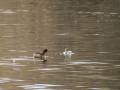 Zampullin Comun - Tachybaptus ruficollis - Cabusset comú