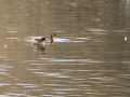 Zampullin Comun - Tachybaptus ruficollis - Cabusset comú