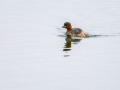 Zampullin Comun - Tachybaptus ruficollis - Cabusset comú