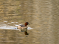 Zampullin Comun - Tachybaptus ruficollis - Cabusset comú