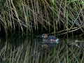 Zampullin Comun - Tachybaptus ruficollis - Cabusset comú