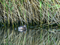 Zampullin Comun - Tachybaptus ruficollis - Cabusset comú