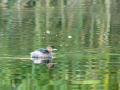 Zampullin Comun - Tachybaptus ruficollis - Cabusset comú
