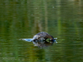 Zampullin Comun - Tachybaptus ruficollis - Cabusset comú