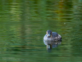 Zampullin Comun - Tachybaptus ruficollis - Cabusset comú