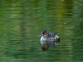 Zampullin Comun - Tachybaptus ruficollis - Cabusset comú