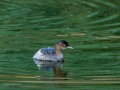 Zampullin Comun - Tachybaptus ruficollis - Cabusset comú