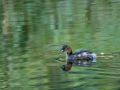 Zampullin Comun - Tachybaptus ruficollis - Cabusset comú