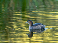 Zampullin Comun - Tachybaptus ruficollis - Cabusset comú