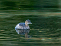 Zampullin Comun - Tachybaptus ruficollis - Cabusset comú