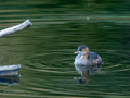 Zampullin Comun - Tachybaptus ruficollis - Cabusset comú