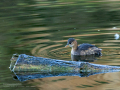 Zampullin Comun - Tachybaptus ruficollis - Cabusset comú