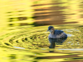 Zampullin Comun - Tachybaptus ruficollis - Cabusset comú