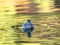 Zampullin Comun - Tachybaptus ruficollis - Cabusset comú