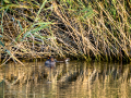 Zampullin Comun - Tachybaptus ruficollis - Cabusset comú