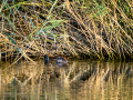 Zampullin Comun - Tachybaptus ruficollis - Cabusset comú