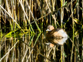Zampullin Comun - Tachybaptus ruficollis - Cabusset comú