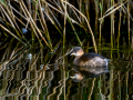 Zampullin Comun - Tachybaptus ruficollis - Cabusset comú