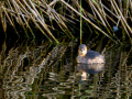 Zampullin Comun - Tachybaptus ruficollis - Cabusset comú