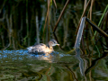 Zampullin Comun - Tachybaptus ruficollis - Cabusset comú