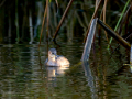 Zampullin Comun - Tachybaptus ruficollis - Cabusset comú