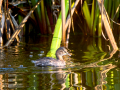 Zampullin Comun - Tachybaptus ruficollis - Cabusset comú