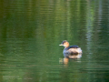 Zampullin Comun - Tachybaptus ruficollis - Cabusset comú