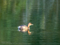 Zampullin Comun - Tachybaptus ruficollis - Cabusset comú
