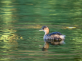 Zampullin Comun - Tachybaptus ruficollis - Cabusset comú